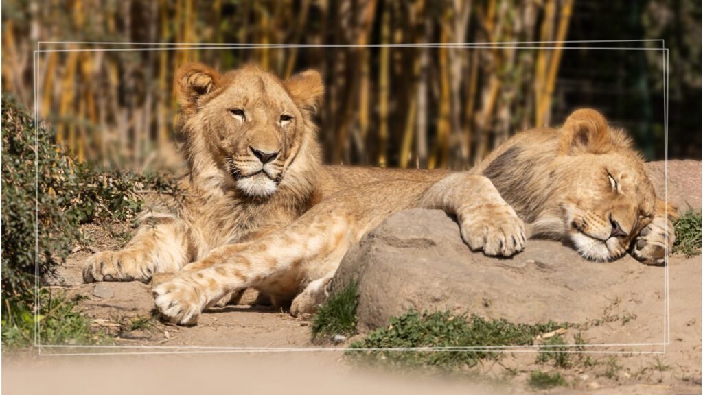Przyrodnicza wycieczka szkolna do Wrocławia 2 dni | ZOO i Afrykarium, Hydropolis, Ogród Japoński, Ogród Botaniczny + Muzeum Przyrodnicze