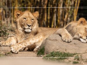 Przyrodnicza wycieczka szkolna do Wrocławia 2 dni | ZOO i Afrykarium, Hydropolis, Ogród Japoński, Ogród Botaniczny + Muzeum Przyrodnicze