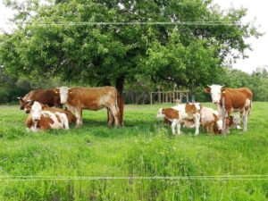 Wycieczka szkolna Podkarpacie – 2 dni | Ciężkowice (CEE + Skamieniałe Miasto) + Magurski PN + Karpacka Troja + nocleg w Iwoniczu
