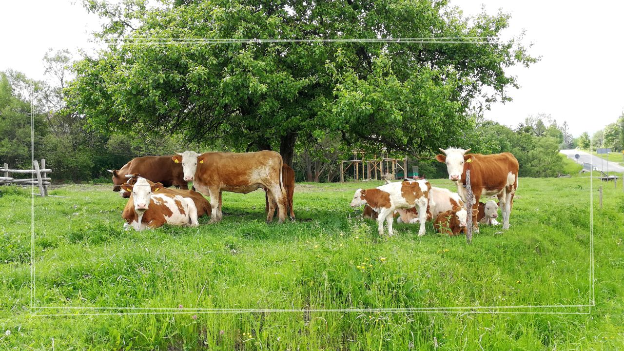 Wycieczka szkolna Podkarpacie – 2 dni | Ciężkowice (CEE + Skamieniałe Miasto) + Magurski PN + Karpacka Troja + nocleg w Iwoniczu