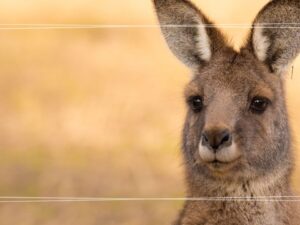 Wycieczka szkolna Gospodarstwo Kangurek Kłaj – 1 dzień | karmienie zwierząt + Dolina Raby (plac zabaw) + posiłek