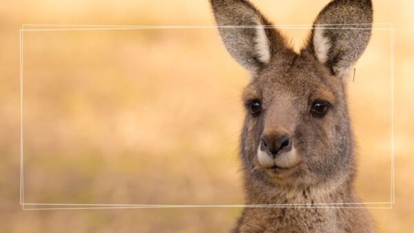 Wycieczka szkolna Gospodarstwo Kangurek Kłaj – 1 dzień | karmienie zwierząt + Dolina Raby (plac zabaw) + posiłek
