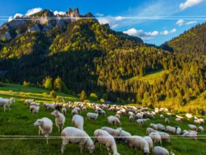 Wycieczka szkolna Szczawnica 1 dzień – Niedzica, rejs, Wąwóz Homole